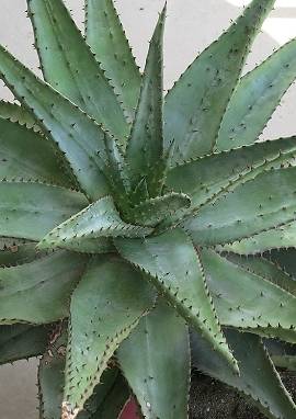 Aloe, Aloe ferox