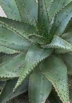 Aloe