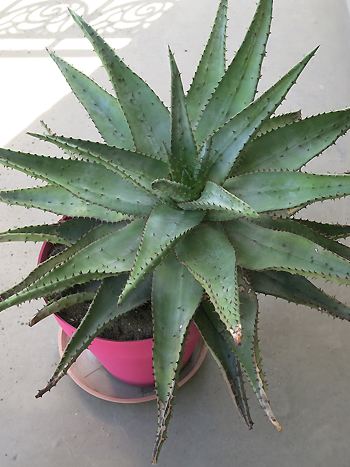 Aloe, Aloe ferox