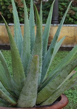 Aloe vera