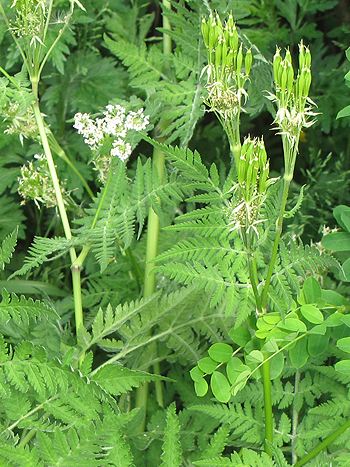 Anis, Pimpinella anisum