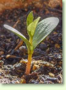 Equisetum arvense L.