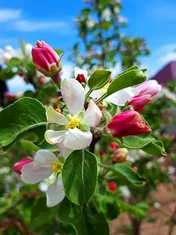 Apfelbaum in Blüte: weiße, geöffnete Blüten mit gelben Staubbeuteln und kräftig rosa Knospen zwischen jungen Blättern