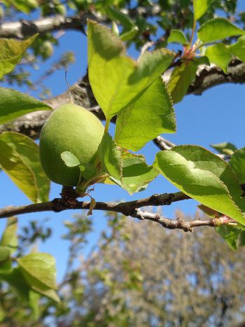 Aprikosenbaum, Prunus armeniaca