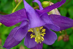 Blüte Akelei, Aquilegia vulgaris