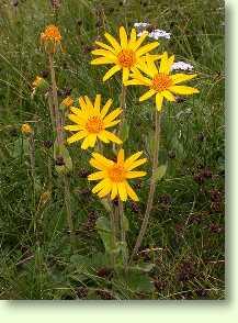 Arnika / Arnica montana