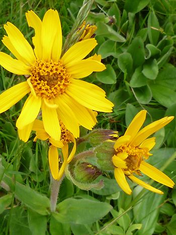 Arnica montana / Arnika