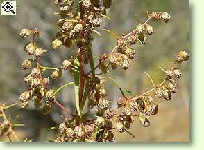 Artemisia dracunculus, Estragon