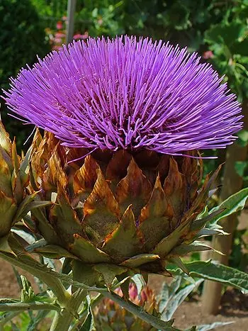 Artischocke (Cynara cardunculus subsp. scolymus): blühender Kopf mit violetten Röhrenblüten über dachziegelartig angeordneten Hüllblättern