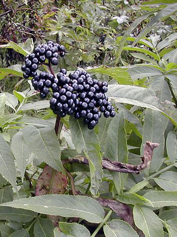 Attich, Sambucus ebulus