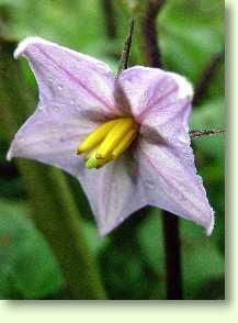 Solanum melongena / Aubergine