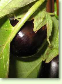 Solanum melongena / Aubergine