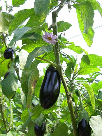 Aubergine, Solanum melongena