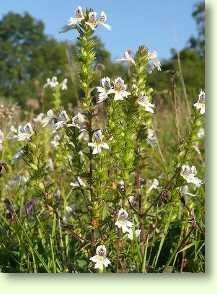 Augentrost / Euphrasia officinalis L.