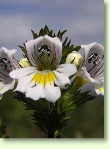 Augentrost / Euphrasia rostkoviana