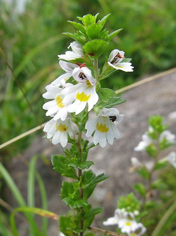 Augentrost, Euphrasia officinalis