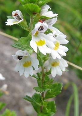 Augentrost, Euphrasia officinalis