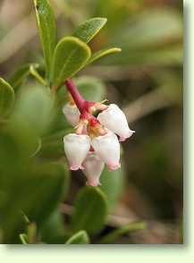 Bärentraube / Arctostaphylos uva-ursi