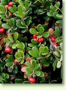 Bärentraube / Arctostaphylos uva-ursi