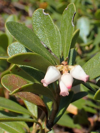 Echte Bärentraube (Arctostaphylos uva-ursi): ledrige, verkehrt-ovale dunkelgrüne Blätter und eine kurze Traube hängender, weiß-rosa Glockenblüten
