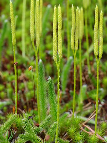 Lycopodium clavatum / Bärlapp