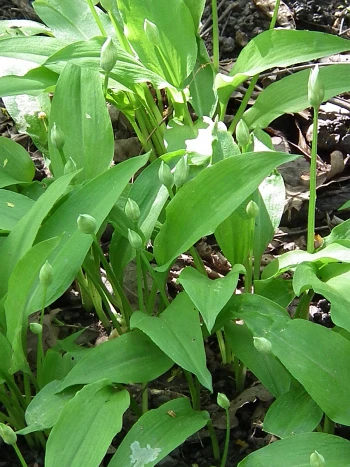 Blühender Bärlauch (Allium ursinum) mit breiten, lanzettlichen Blättern und weißen, sternförmigen Blüten in kugeligen Scheindolden am Fuß eines Baumstamms
