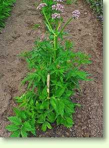 Baldrianpflanze / Valeriana officinalis