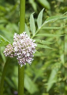 Baldrian Baldrian, Valeriana officinalis