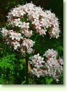 Baldrian / Valeriana officinalis