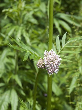 Baldrian, Valeriana officinalis