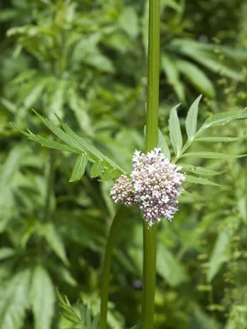 Echter Baldrian (Valeriana officinalis): kugelige Scheindolde aus kleinen rosa-weißen Blüten an einem hohen, kahlen Stängel mit gefiederten Blättern