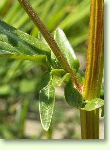 Barbarakraut / Barbarea vulgaris