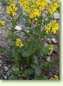 Barbarakraut / Barbarea vulgaris