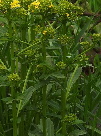 Barbarakraut, Barbarea vulgaris