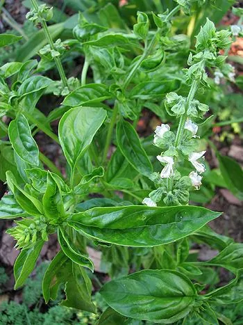 Basilikum (Ocimum basilicum): glänzend grüne, eiförmige Blätter und ein Blütenstand mit kleinen weißen Lippenblüten
