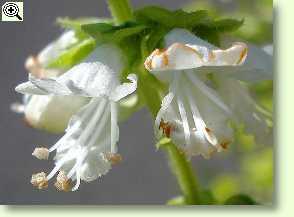 Basilikum, Blüte