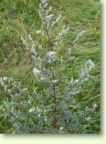 Beifuß / Artemisia Vulgaris