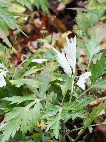 Beifuß, Artemisia vulgaris