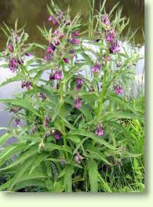 Beinwell / Symphytum officinale