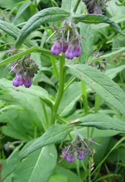 Allium ursinum / Beinwurz