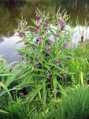 Gemeiner Beinwell (Symphytum officinale): rauhaarige, lanzettliche Blätter und hängende Wickel mit violetten, glockenförmigen Blüten
