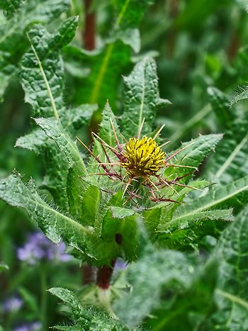 Benediktenkraut, Centaurea benedicta