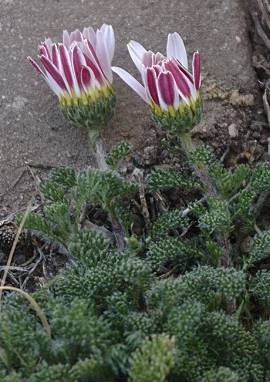 Bertramwurzel Bertramwurzel, Anacyclus pyrethrum