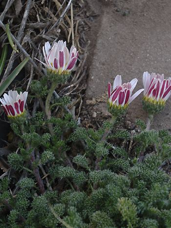 Bertramwurzel, Anacyclus pyrethrum