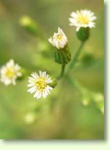 Berufkraut / Conyza canadensis