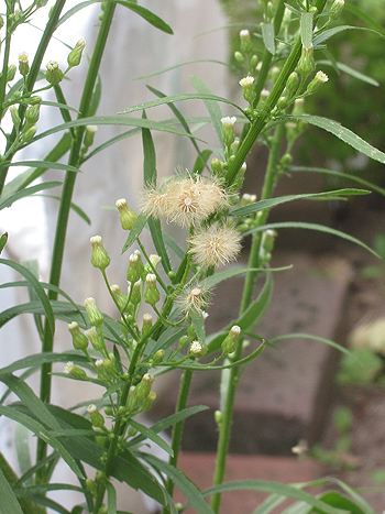 Berufkraut, Conyza canadensis