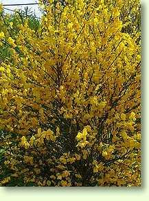 Besenginster / Cytisus scoparius