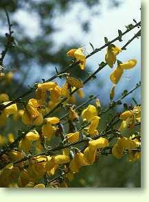 Besenginster / Cytisus scoparius