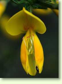 Besenginster / Cytisus scoparius