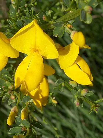 Besenginster (Cytisus scoparius): leuchtend gelbe Schmetterlingsblüten und Knospen an dünnen, grünen Zweigen in Nahaufnahme
